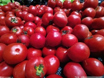 郑州菠菜零售价已经降到了每斤4.99元至6.58元之间