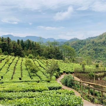 茶叶市场正兴起一股回归传统的风尚 传统工艺重新流行