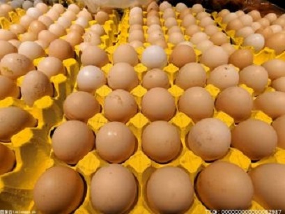 2021鸡蛋市场一改往年淡季走低的历史 现存蛋鸡相关企业8.49万家