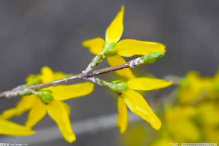 研究人员首次发现了生长于青藏高原的“含羞花”