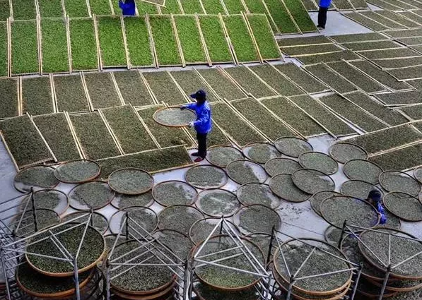 杵荼茶業(yè)匠心堅守產(chǎn)品質(zhì)量，成就了消費(fèi)者喜歡的高品質(zhì)白茶