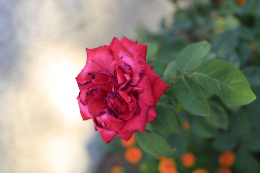 北京鲜花价格“刺手”玫瑰翻价5倍 北京鲜花批发市场在哪里进货？