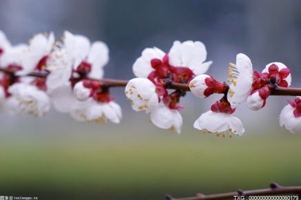 2022杭州西溪花朝節觀賞植物種類達300余種