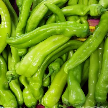 广州蔬菜零售价格继续下降 降幅比上周再次收窄