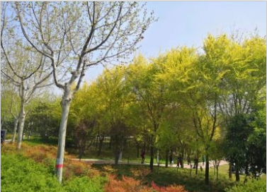 “观音绿”荔枝已少量上市 预计今年樟木头镇的‘观音绿’总产量约40万斤