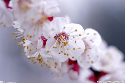 木棉花为什么会成为广州市花？木棉花的花语和寓意是什么呢？